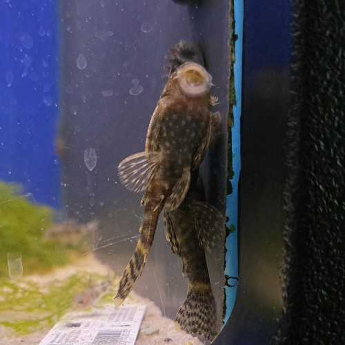 Ancistrus Dolichopterus - Amazon suction cup -...