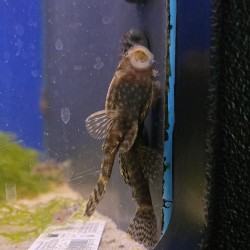 Ancistrus Dolichopterus - Amazon suction cup - fish Freshwater cleaner