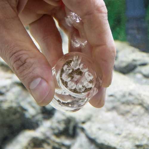 Hobby Planaria X - Trappola per Planarie