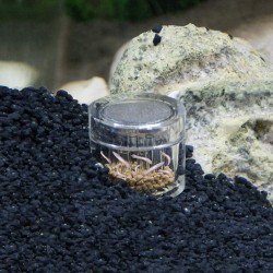 Hobby Planaria X - Trappola per Planarie