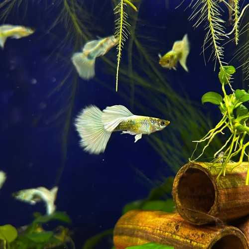 Guppy Dumbo Platinum - Poecilia reticulata varietà Dumbo Platino