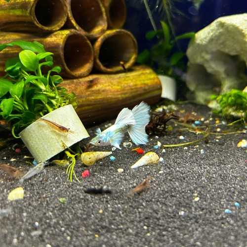 Guppy Dumbo Platinum - Poecilia Reticulata...