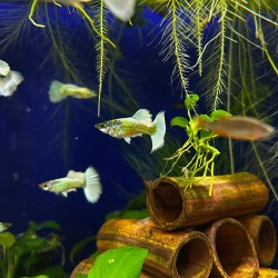 Guppy Dumbo Platinum - Poecilia Reticulata Variety Dumbo Platinum