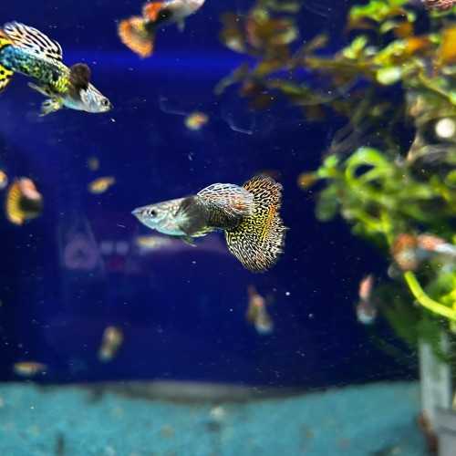 Guppy dumbo mosaic - reticulative poecy dumbbo...