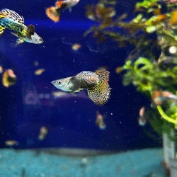 Guppy dumbo mosaic - reticulative poecy dumbbo variety mosaic