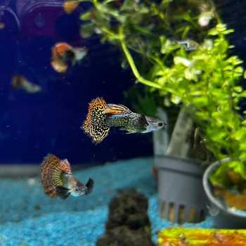 copy of Guppy Mâle Platinum Jaune Poecilia Reticulata