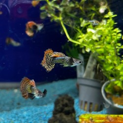 Guppy Dumbo Mosaic - PORECY RETICULATIVE Dumbbo Variété Mosaïque