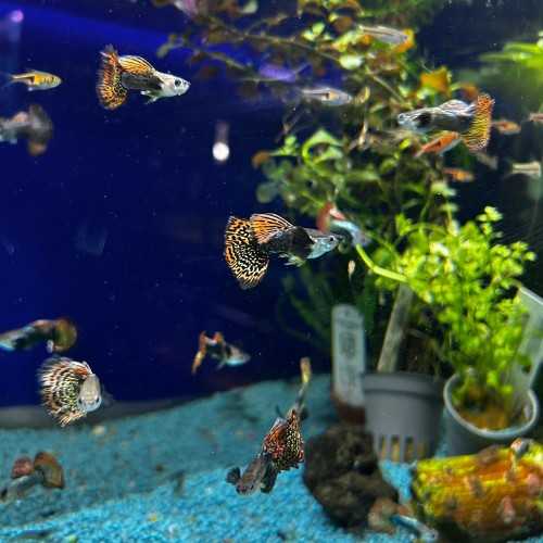 Guppy dumbo mosaic - reticulative poecy dumbbo...