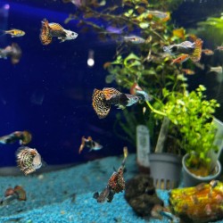 Guppy dumbo mosaic - reticulative poecy dumbbo variety mosaic