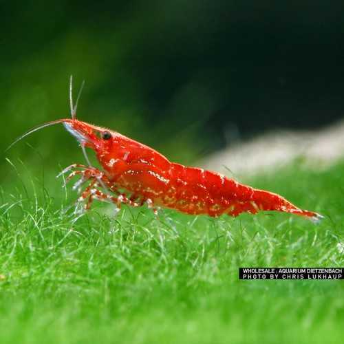 copy of Néocariidine davidi "feu rouge" (cerise...