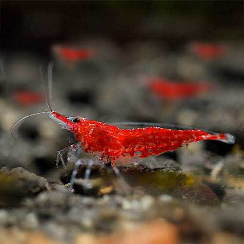 copy of NeoCaridines RED CHERRY