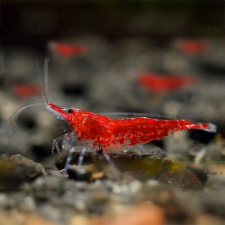 copy of NeoCaridines RED CHERRY