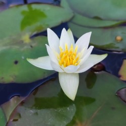 NYMPHAEA 'PYGMAEA ALBA' - White Nana Waterfree - Aquaflora