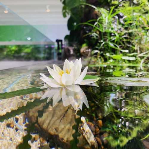 NYMPHAEA 'PYGMAEA ALBA' - White Nana Waterfree...
