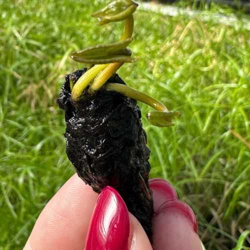 Nymphaea ‘Pygmaea Alba’ – Ninfea nana bianca -...