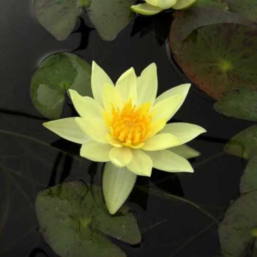 NYMPHAEA 'PYGMAEA HELVOLA' - Yellow Nana NauFea...