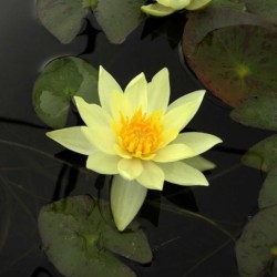 NYMPHAEA 'PYGMAEA HELVOLA' - Yellow Nana NauFea - Aquaflora