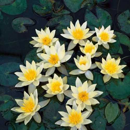 Nymphaea 'pygmaea helvola' - jaune Nana Naufea...