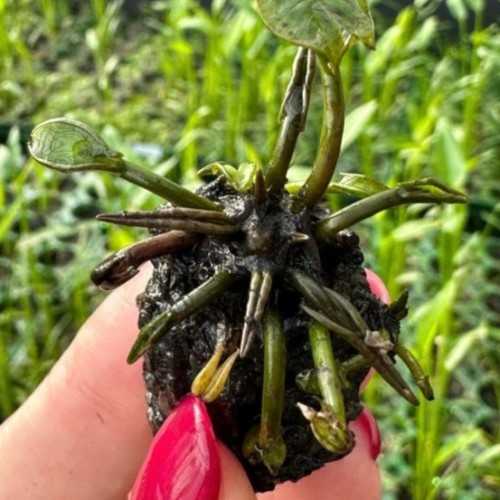 copy of Nymphaea lotus in pot - Tropica