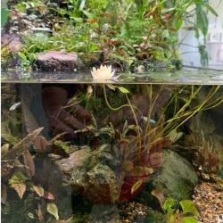NYMPHAEA 'PYGMAEA HELVOLA' - Yellow Nana NauFea - Aquaflora