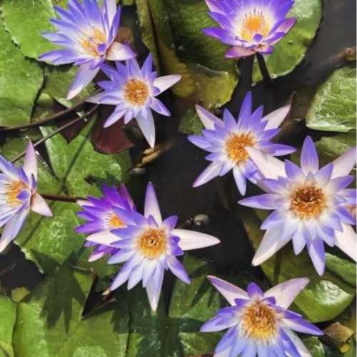 Nymphaea Micrantha - African tropical water...
