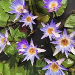 Nymphaea Micrantha - African tropical water lily (tricolor lotus) - Aquaflora