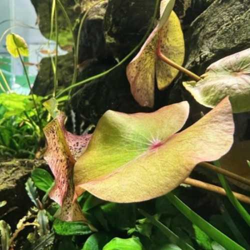 Nymphaea Micrantha - African tropical water...