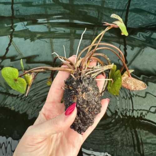 Nymphaea Micrantha - African tropical water...