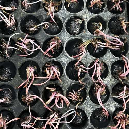 Nymphaea Mictantha - Lys de l'eau tropicale...