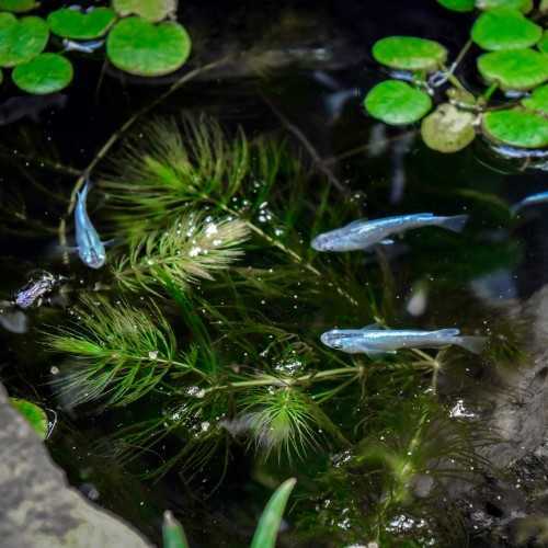 Super Fish Medaka Bowl 420 - Mini pond 16 Litri...