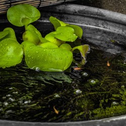 Super Fish Medaka Bowl 420 - Mini pond 16 Litri - Laghetto ideale per Interni ed Esterni