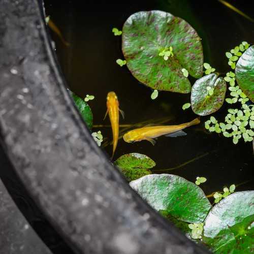Super Fish Medaka Bowl 420 - Mini pond 16 Litri...