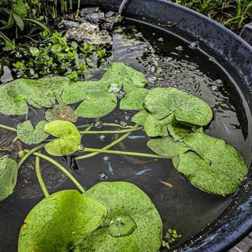 Superfish Medaka Bol 420 - 16 litres Mini étang...