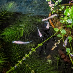 Super Fish Medaka Bowl 420 - Mini pond 16 Litri - Laghetto ideale per Interni ed Esterni