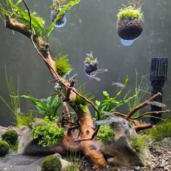 Pot de plante Superfish Pot sman - pot pour les plantes... 2