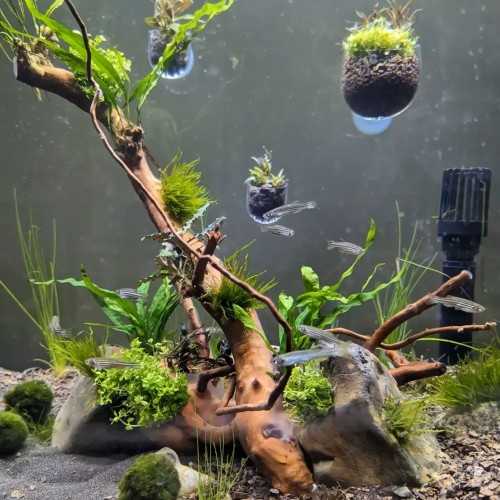 SuperFish Plant Pot S Small - Vaso per Piante...