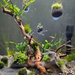 SuperFish Plant Pot S Small - Vaso per Piante per Acquario con Ventosa - Porta Piante in Acrilico per Aquascaping 3D
