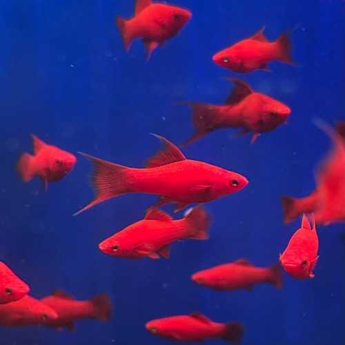 Xiphophorus Holli Helleri Variety Red Swordtail