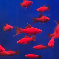 Xiphophorus Holli Helleri Variety Red Swordtail