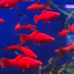 Xiphophorus Holli Helleri Variety Red Swordtail