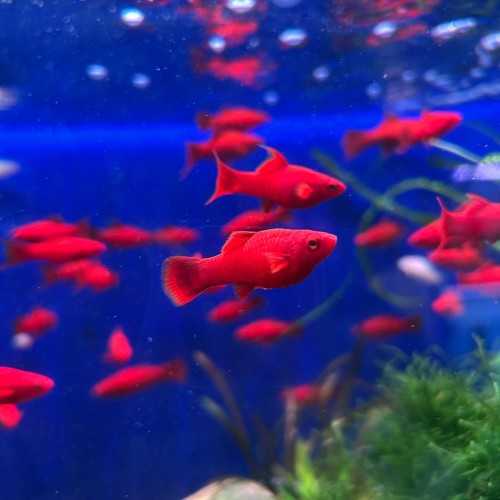 Xiphophorus Holli Helleri Variety Red Swordtail