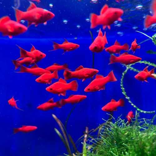 Xiphophorus Holli Helleri Variety Red Swordtail