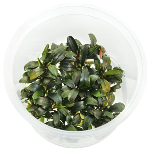copy of Bucephalandra 'Brownie Purple' in Cup -...