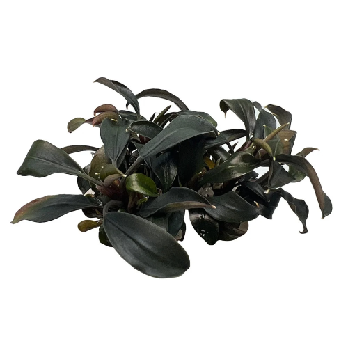 Bucephalandra ‘Brownie Ghost’ in cup - Aquaflora