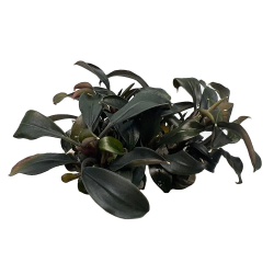 copy of Bucephalandra 'Brownie Purple' in Cup - Aquaflora