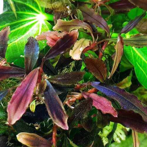 copy of Bucephalandra 'Brownie Purple' en coupe...
