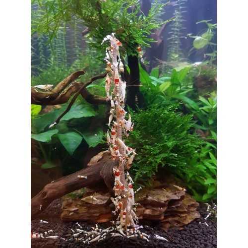 copy of Stick Crevettes - Spinach de lollipop...