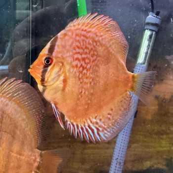Discus Red Scribbelt 7-8 cm - Discus Rosso Intenso Selezionato | Pesce Ornamentale Tropicale di Alta Qualità