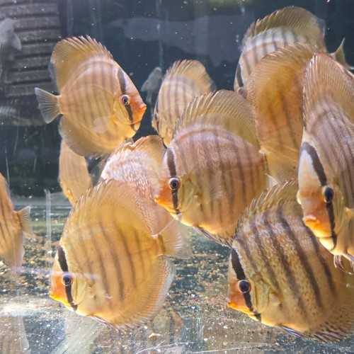 copy of Cobalt discus 13/15 cm