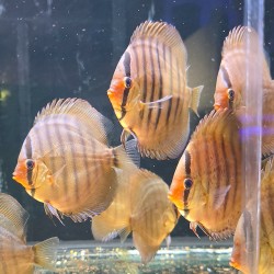 copy of Cobalt discus 13/15 cm